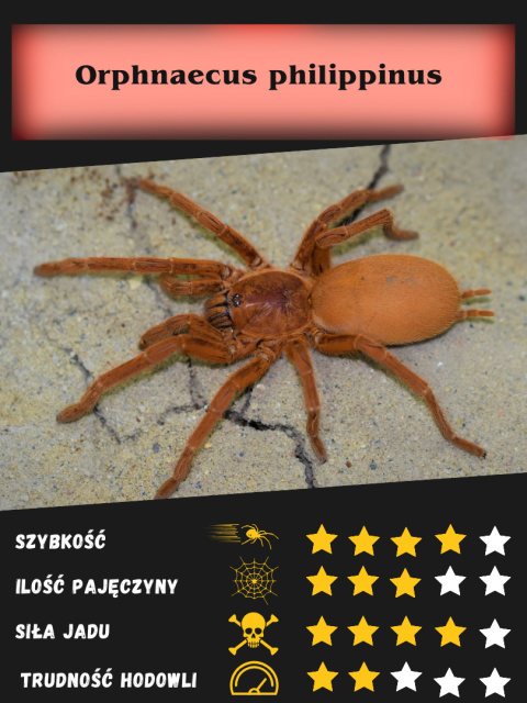 Orphnaecus philippinus L4/5