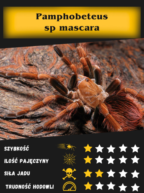 Pamphobeteus sp mascara L2