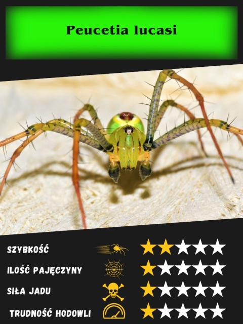 Peucetia lucasi L3/4