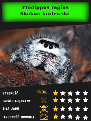 Phidippus regius sp Floryda - Skakun królewski ok. 1DC SAMICA