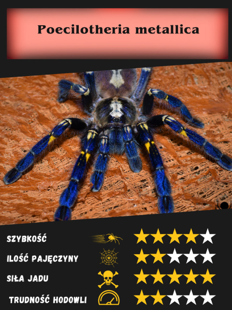 Poecilotheria metallica L2 Poecilotheria metallica L2