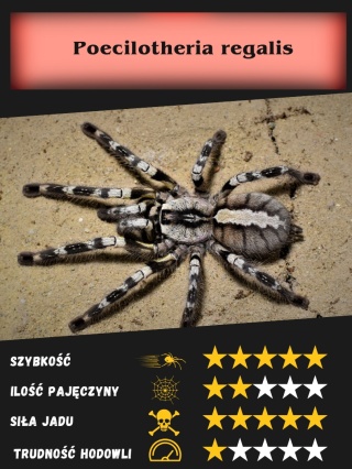 Poecilotheria regalis około 5,5DC SAMICA