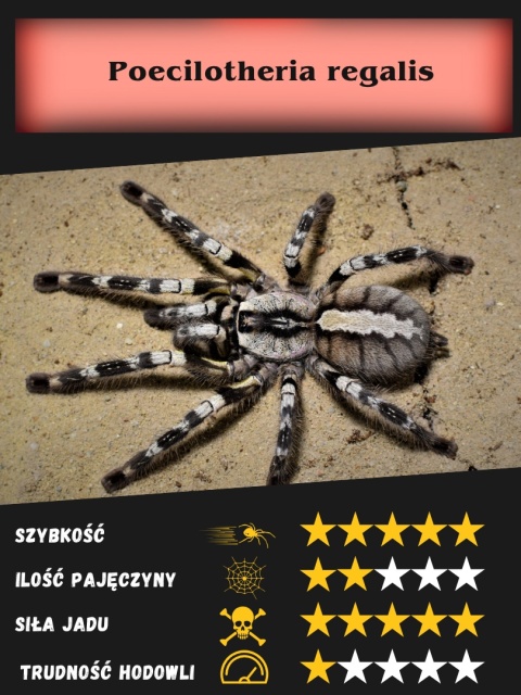 Poecilotheria regalis około 5,5DC SAMICA Poecilotheria regalis około 5,5DC SAMICA