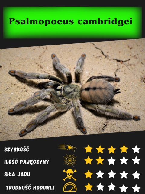 Psalmopoeus cambridgei - Ptasznik trynidadzki ok. 2-2,5DC SAMICA