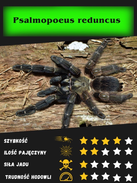 Psalmopoeus reduncus około 4DC SAMICA