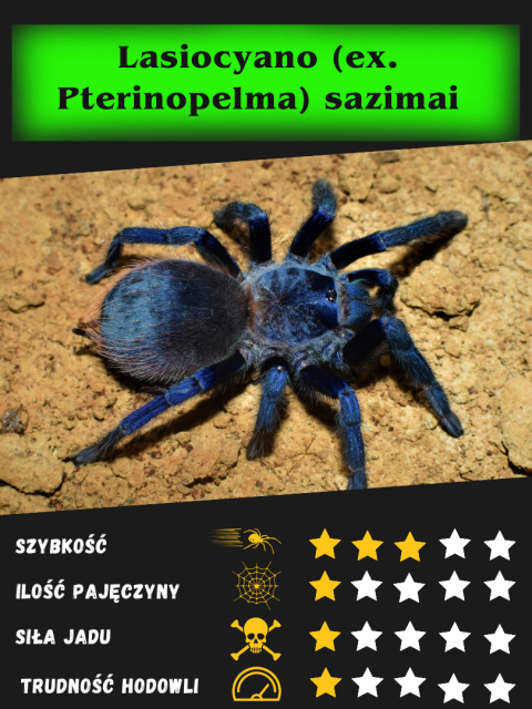 Pterinopelma sazimai ok. 4DC SAMIEC