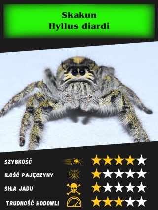 Skakun - Hyllus diardi ok. 1,5DC SAMICA