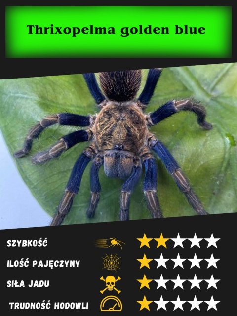 Thrixopelma golden blue L3