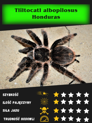 Tliltocatl albopilosus "Honduras" L6