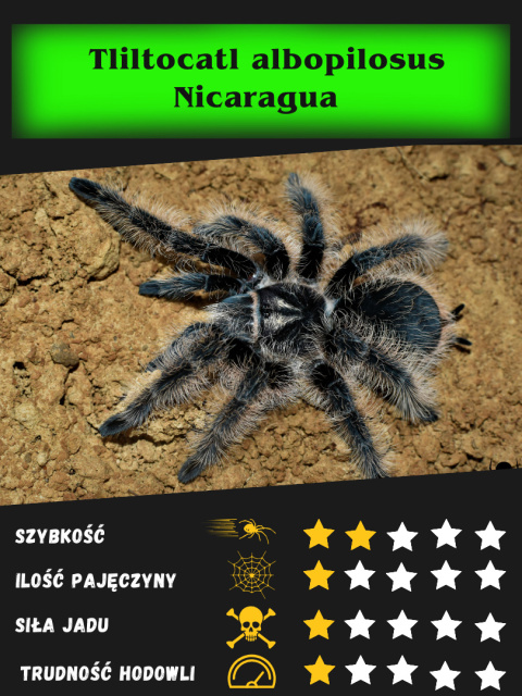 Tliltocatl albopilosus "Nicaragua" ok. 2,5DC SAMICA Tliltocatl albopilosus "Nicaragua" ok. 2,5DC SAMICA