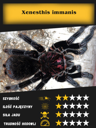 Xenesthis immanis L1/2