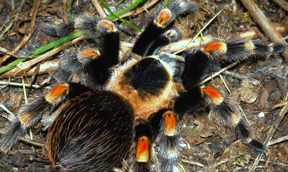 Jaki pająk na początek? Najlepsze ptaszniki dla początkujących hodowców